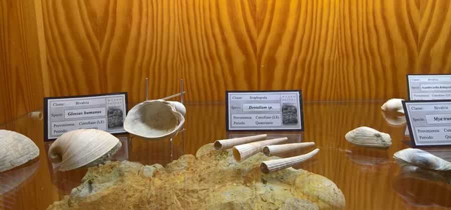 Museo dei Fossili e dei Minerali di Smerillo