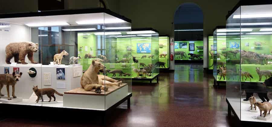 Museo di Storia Naturale "G. Doria"