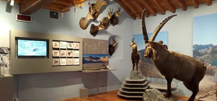 Museo Civico Alpino "A. Tazzetti"