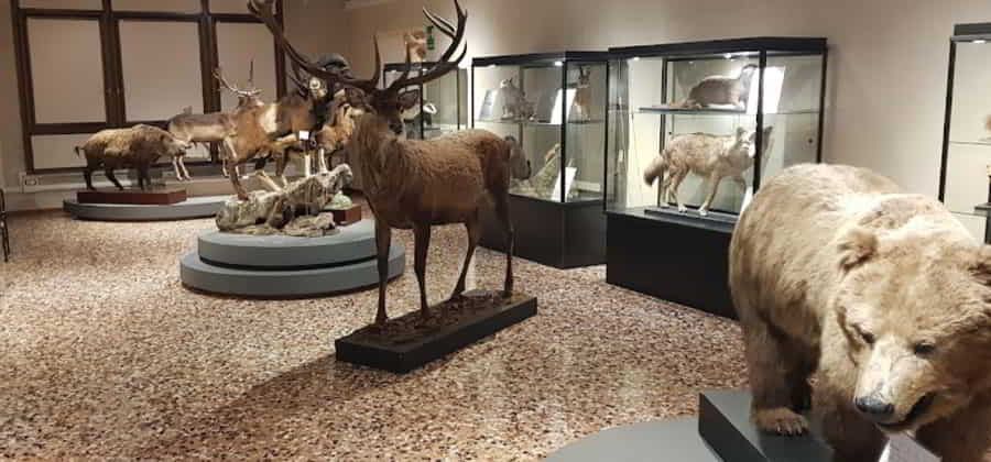 Museo di Storia Naturale "Silvia Zenari"
