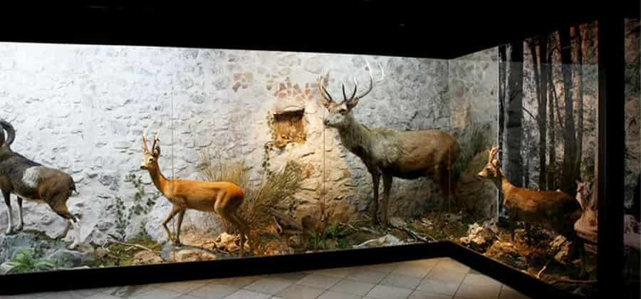 Museo Naturalistico "Il Nibbio"