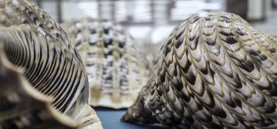 Museo Malacologico Piceno