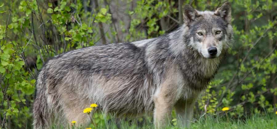 Museo del Lupo di Arsita