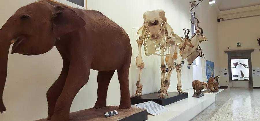 Museo di Scienze Naturali "Enrico Caffi"