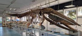 Museo della Balena