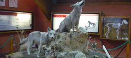 Museo Naturalistico del Cupone