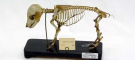 Museo di Anatomia degli Animali Domestici