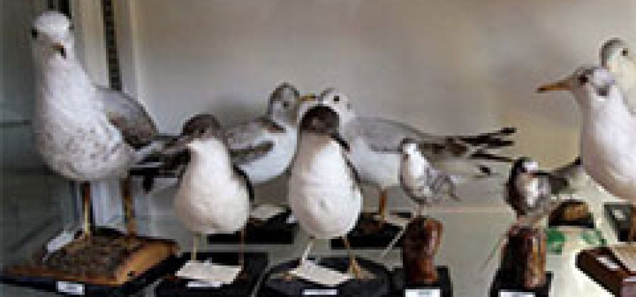 Collezione Ornitologica "G. Panont"