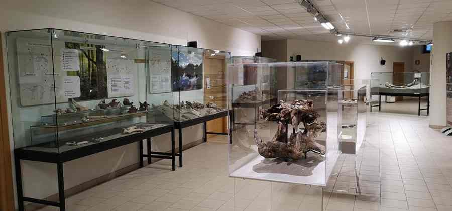 MuPA Museo Paleontologico Archeologico