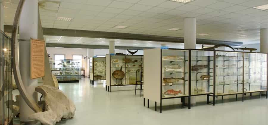 Museo Ittico "A. Capriotti"