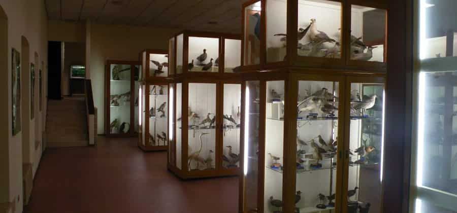 Museo di Storia Naturale Brandolini
