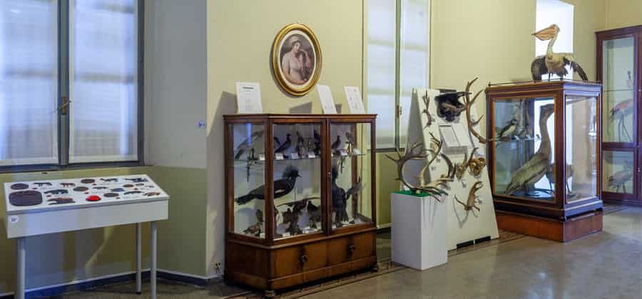 Museo di Storia Naturale a Palazzo Belgiojoso