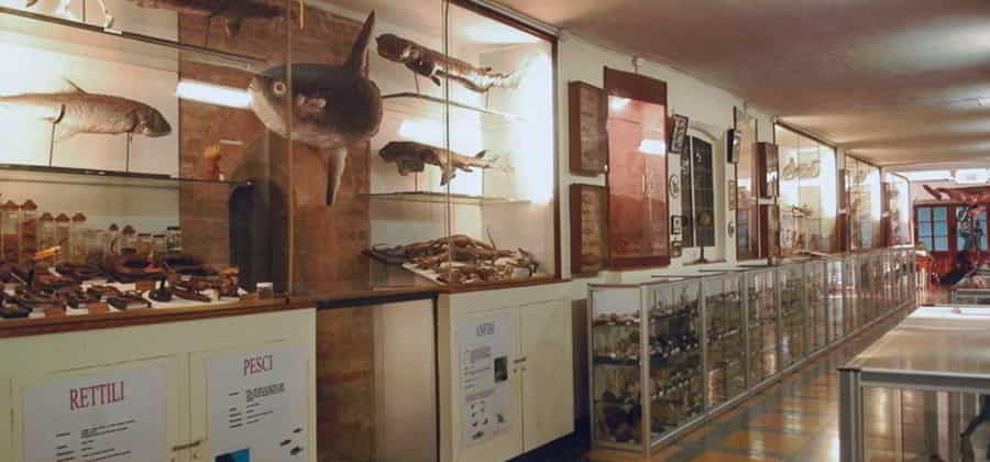 Museo di Scienze Naturali del Collegio San Francesco