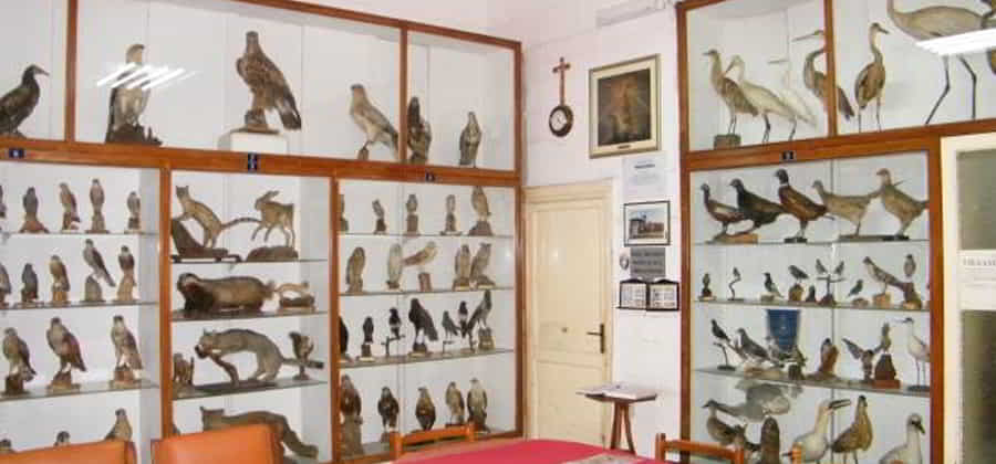 Museo Ornitologico di Apice