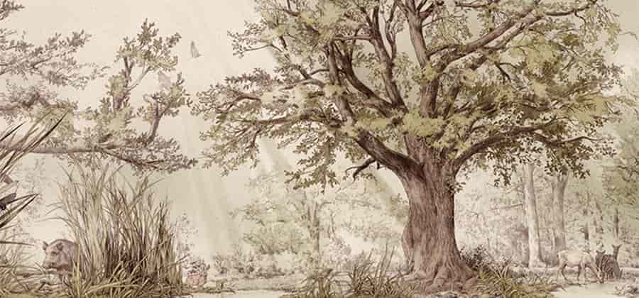 Mubo - Museo del Bosco