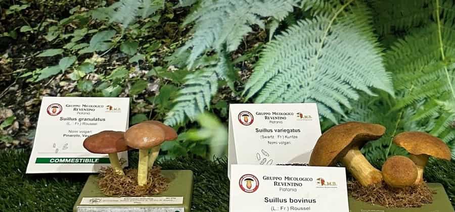Museo Micologico e delle Scienze Naturali