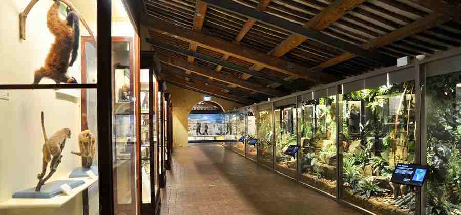 Museo di Storia Naturale di Pisa