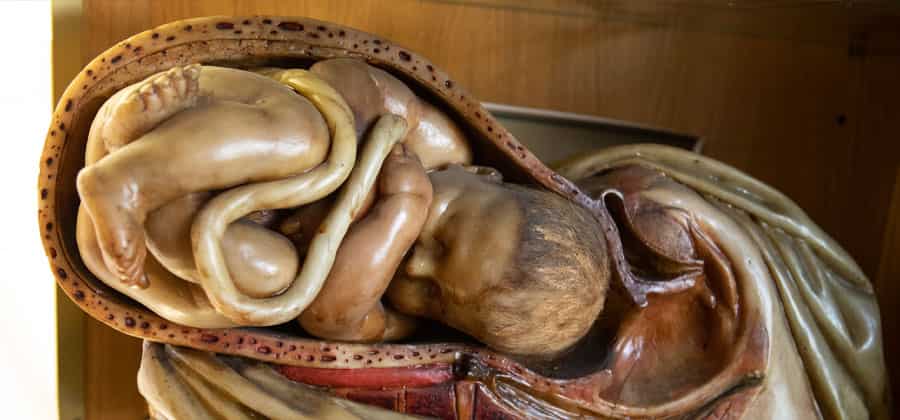 Collezione Ostetrica