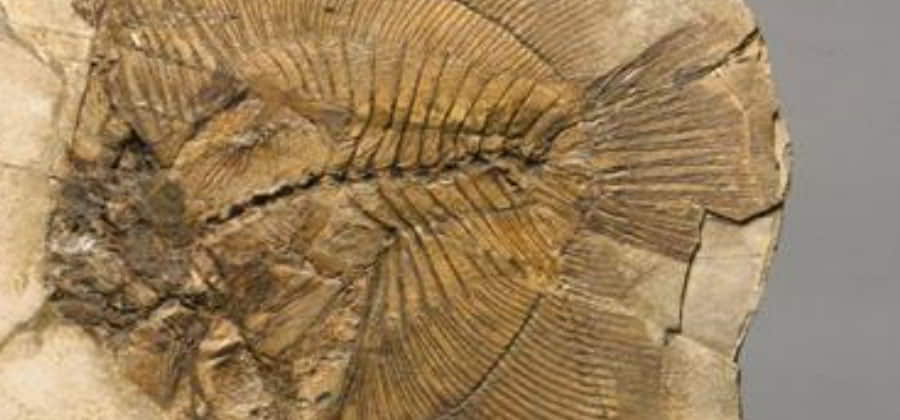 Museo di Geologia e Paleontologia di Torino