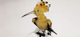 Museo Civico Naturalistico "Severo Sini"