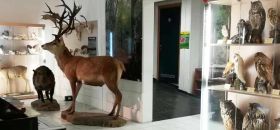 Museo della Fauna Selvatica