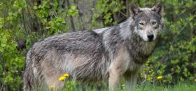 Museo del Lupo di Arsita