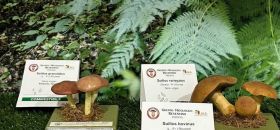 Museo Micologico e delle Scienze Naturali