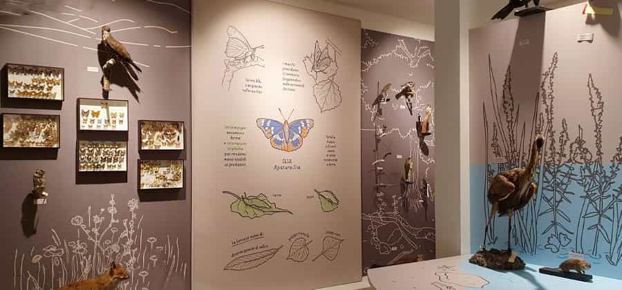 Museo Insubrico di Storia Naturale