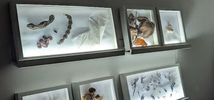 Janua - Museo delle Streghe