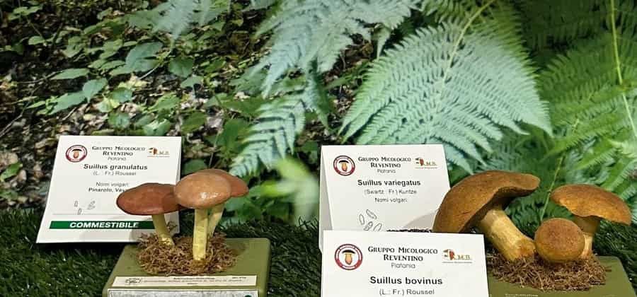 Museo Micologico e delle Scienze Naturali