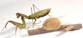 Collezione Entomologica Sassari