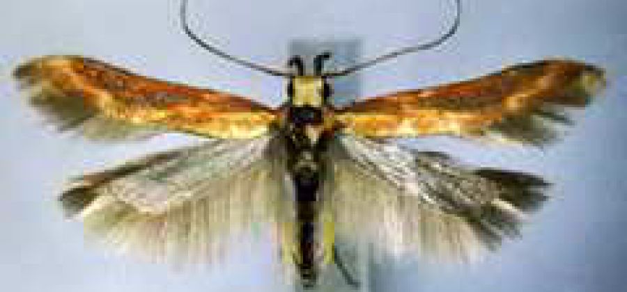 Museo Naturalistico Valle di Schievenin