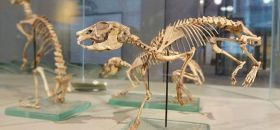 Museo Paleoambienti Sulcitani