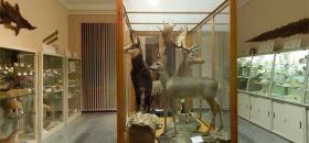 Museo di Scienze Naturali "Antonio De Nardi"