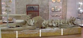 Museo Naturalistico Mineralogico del Collegio Nazareno