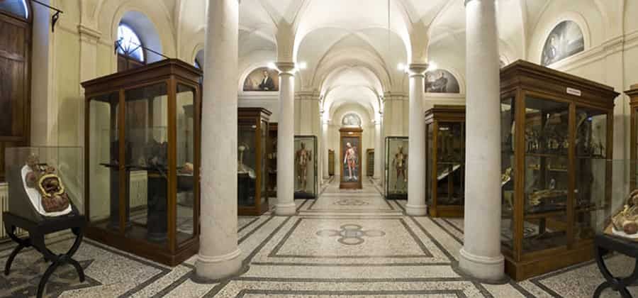 Museo di Anatomia Umana "Luigi Rolando"