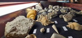 Museo Civico di Storia Naturale “Rita Ramazzotti e Romano Dezi”