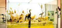Civico Museo Naturalistico Ferruccio Lombardi