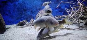 Acquario di Bolsena