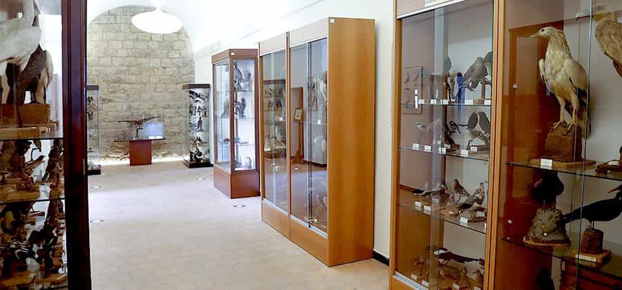 Museo Naturalistico "Francesco Minà Palumbo"