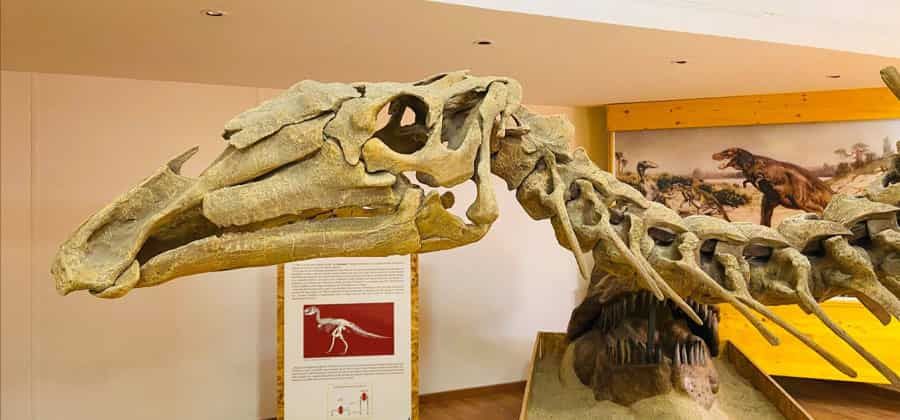 Museo di Storia naturale della Calabria e Orto Botanico