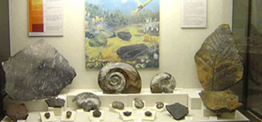 Museo Geopaleontologico di San Bonifacio