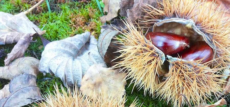 Museo della Castagna