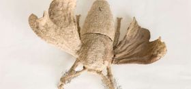 Raccolte Entomologiche Istituto di Entomologia Agraria