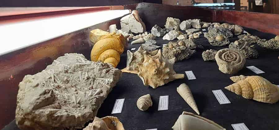 Museo Civico di Storia Naturale “Rita Ramazzotti e Romano Dezi”