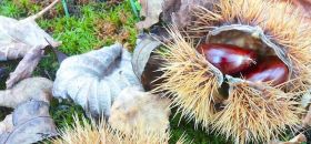 Museo della Castagna