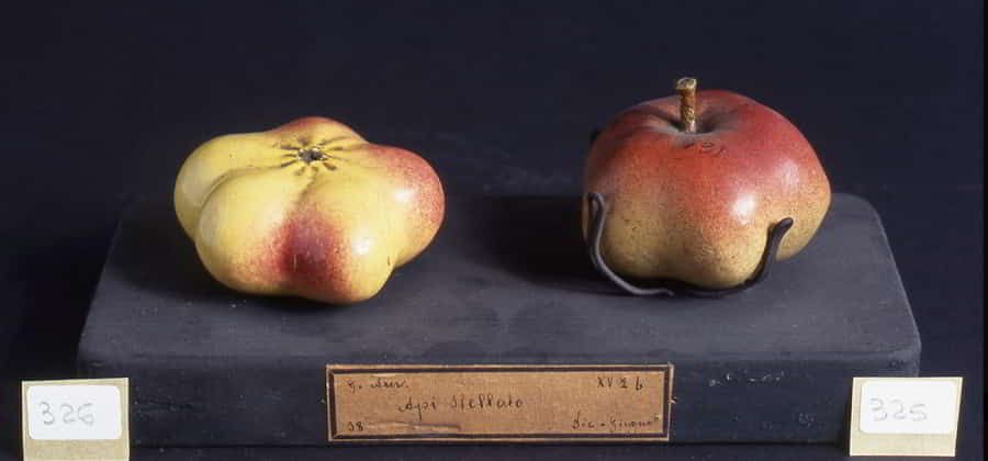 Collezione Garnier Valletti