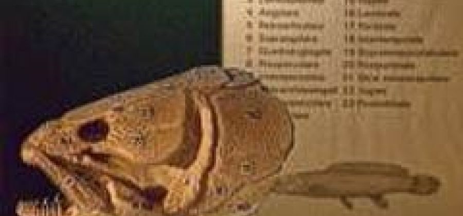 Museo di Anatomia comparata "Battista Grassi"