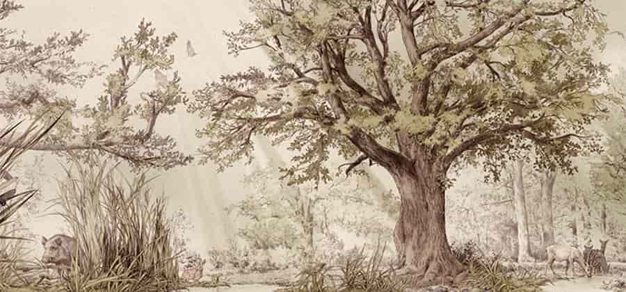 Mubo - Museo del Bosco