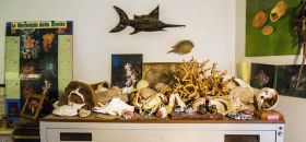 Museo Paleomarino